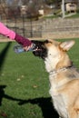 German Shepard drinking from a water bottle vertical Royalty Free Stock Photo