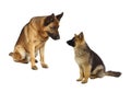 German shepard family Royalty Free Stock Photo