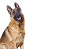 German shepard isolated on white Royalty Free Stock Photo
