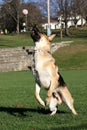 German Shepard jumping for his ball vertical Royalty Free Stock Photo