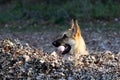 German Shepard in a Leaf pile with his ball profile