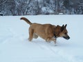 German Shepard and Malamute Dog Sniffing in the Snow and Hunting Animals