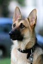 German Shepard Portrait