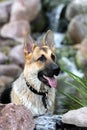 German Shepard Portrait