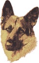 German Shepard portrait