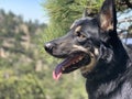 German Shepard Profile Outdoor Royalty Free Stock Photo