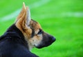 German shepard puppy Royalty Free Stock Photo