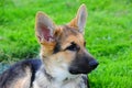 German shepard puppy laying in grass Royalty Free Stock Photo