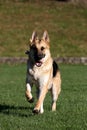 German Shepard running with his ball vertical Royalty Free Stock Photo