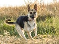 German Shepard Royalty Free Stock Photo