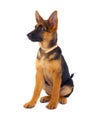 German Shepard sitting Royalty Free Stock Photo