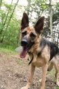 German shepard smiling Royalty Free Stock Photo