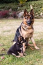 German sheperd: mother and son