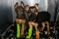 German sheperd puppies with parvovirosis in the cage at the veterinary clinic