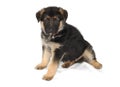 German Sheperd Puppy