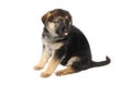 German Sheperd Puppy Royalty Free Stock Photo