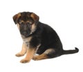 German Sheperd Puppy Royalty Free Stock Photo