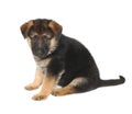 German Sheperd Puppy Royalty Free Stock Photo