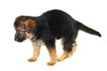 German Sheperd Puppy Royalty Free Stock Photo