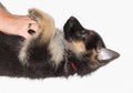 German Sheperd Puppy Royalty Free Stock Photo