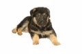 German Sheperd Puppy Royalty Free Stock Photo