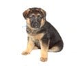 German Sheperd Puppy Royalty Free Stock Photo