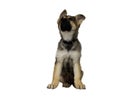 German Sheperd Puppy