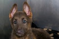 German sheperd puppy portrait at the veterinary clinic