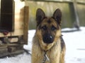 German sheperd Royalty Free Stock Photo