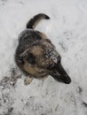 German Sheperd in the snow Royalty Free Stock Photo