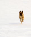 German sheperd on snow Royalty Free Stock Photo