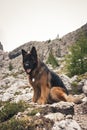 Picture of a German sheperd dog on the trails of Cortina D`Ampez