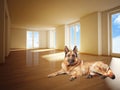 German sheperd on wood floor