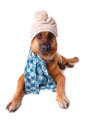 German shephaed dog wearing hat and scarf Royalty Free Stock Photo