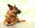 German shephard dog laying Royalty Free Stock Photo