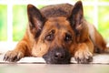 German shephard dog laying Royalty Free Stock Photo
