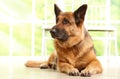 German shephard dog laying Royalty Free Stock Photo