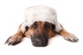 German shephard dog wearing hat Royalty Free Stock Photo