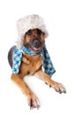 German shephard dog wearing hat and scarf