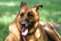 German shephard on a green grass of a summer field Royalty Free Stock Photo