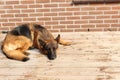 German shephard laying on a deck Royalty Free Stock Photo