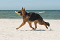 German Shephard