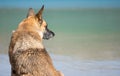 German shepheard dog at beach looking at water