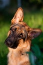 German shepher Royalty Free Stock Photo