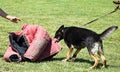 German shepher dog in training Royalty Free Stock Photo