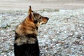 German shepher in winter nature Royalty Free Stock Photo