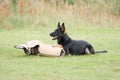 German shepherd Royalty Free Stock Photo
