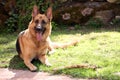 German shepherd Royalty Free Stock Photo