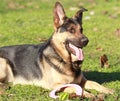 German shepherd Royalty Free Stock Photo