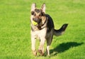 German shepherd Royalty Free Stock Photo